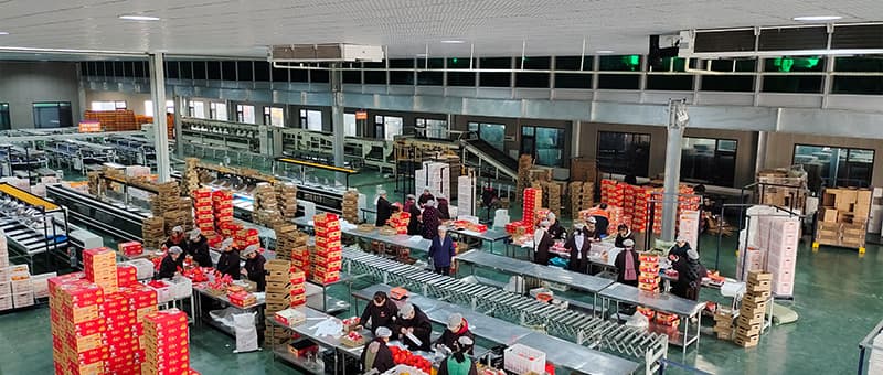 images/1734943144760pear packing sorting factory.jpg